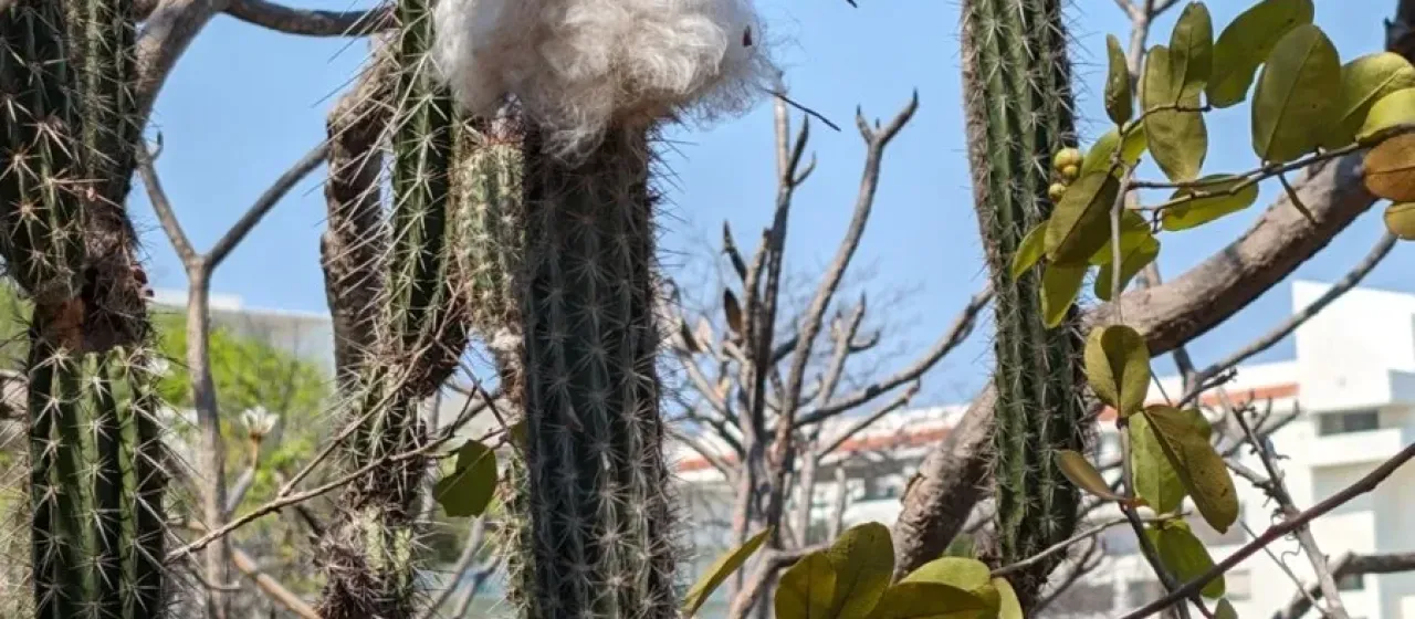 Pilosocereus collinsii