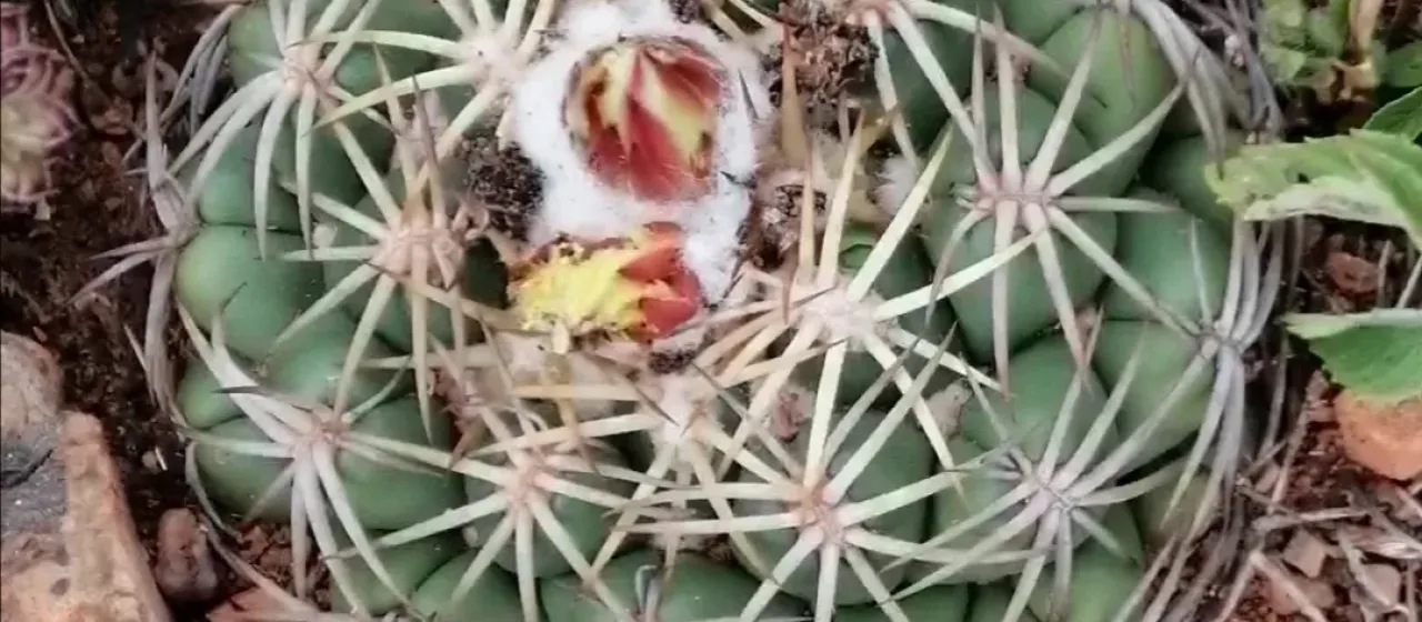 Coryphantha retusa