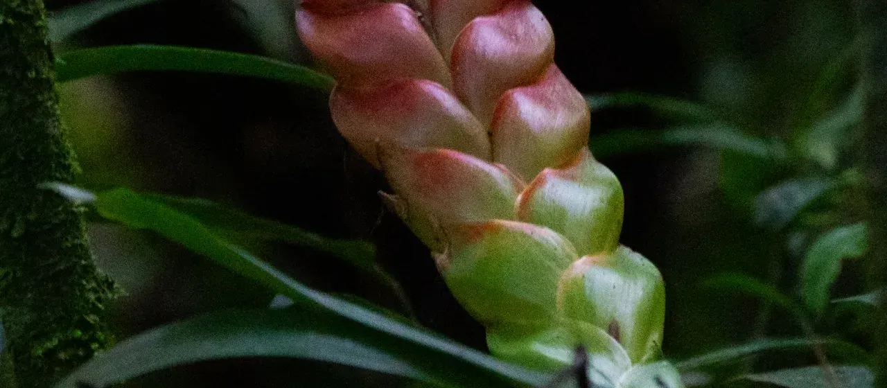 Vriesea heterostachys