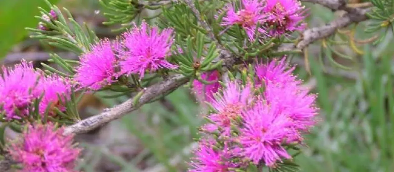 Melaleuca pentagona