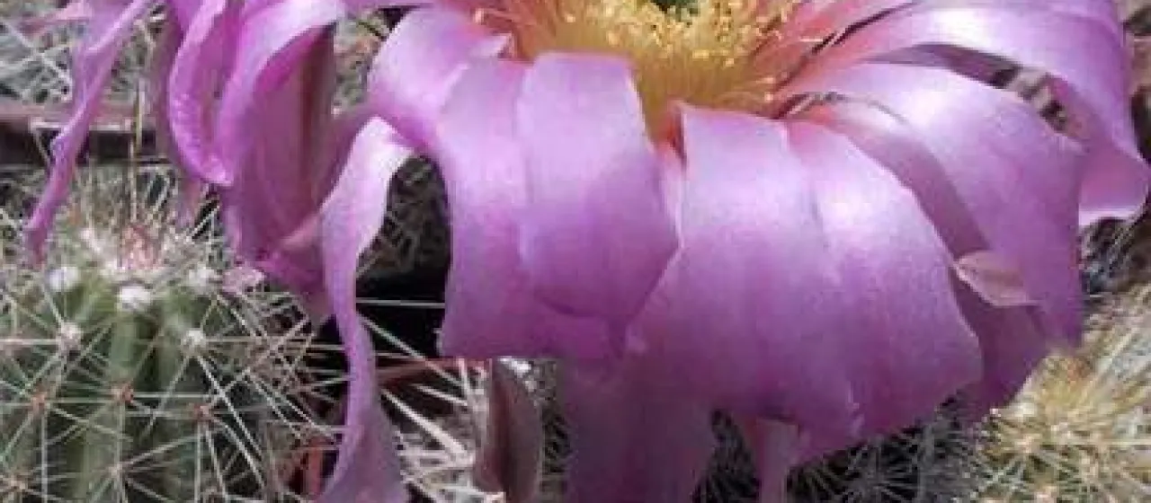Echinocereus bristolii