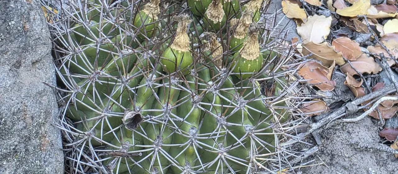 Eriosyce marksiana
