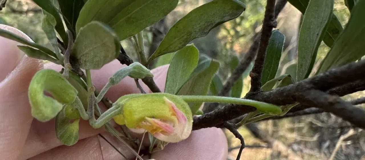 Grevillea arenaria
