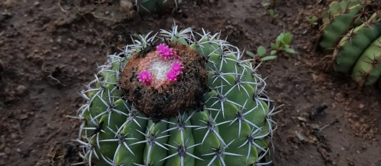 Melocactus zehntneri