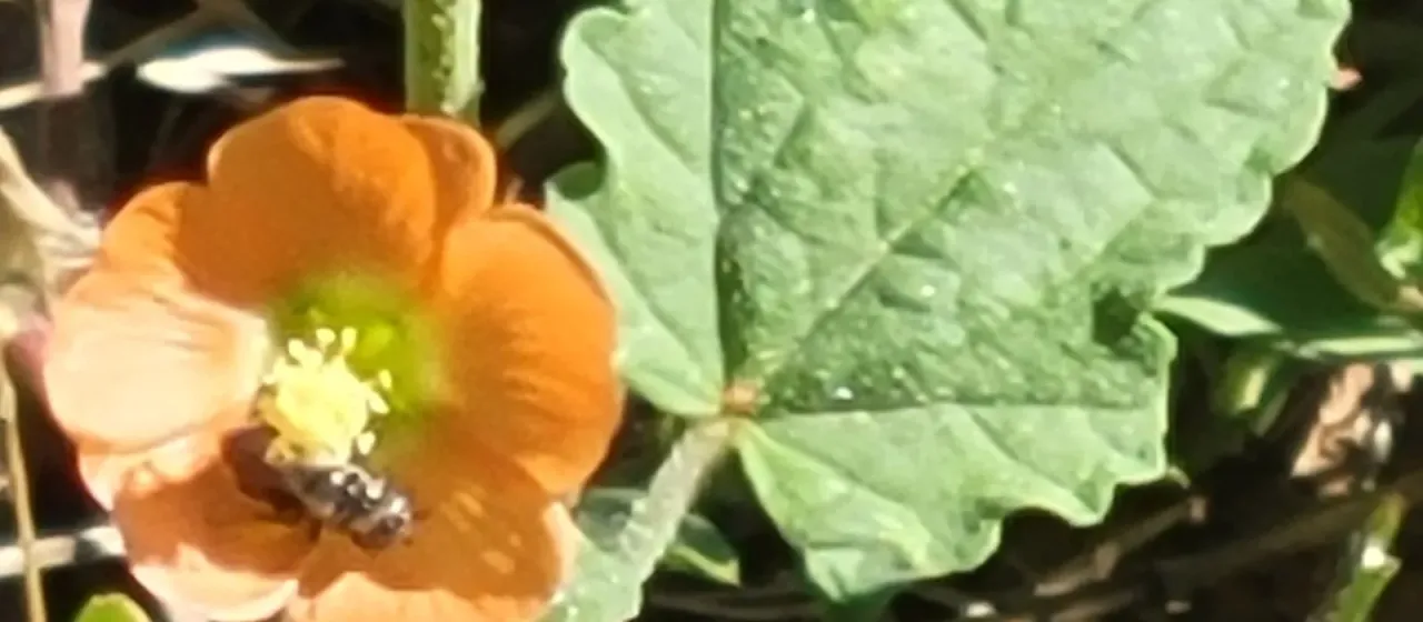 Sphaeralcea incana