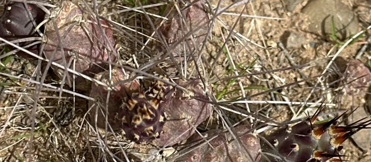 Tephrocactus nigrispinus