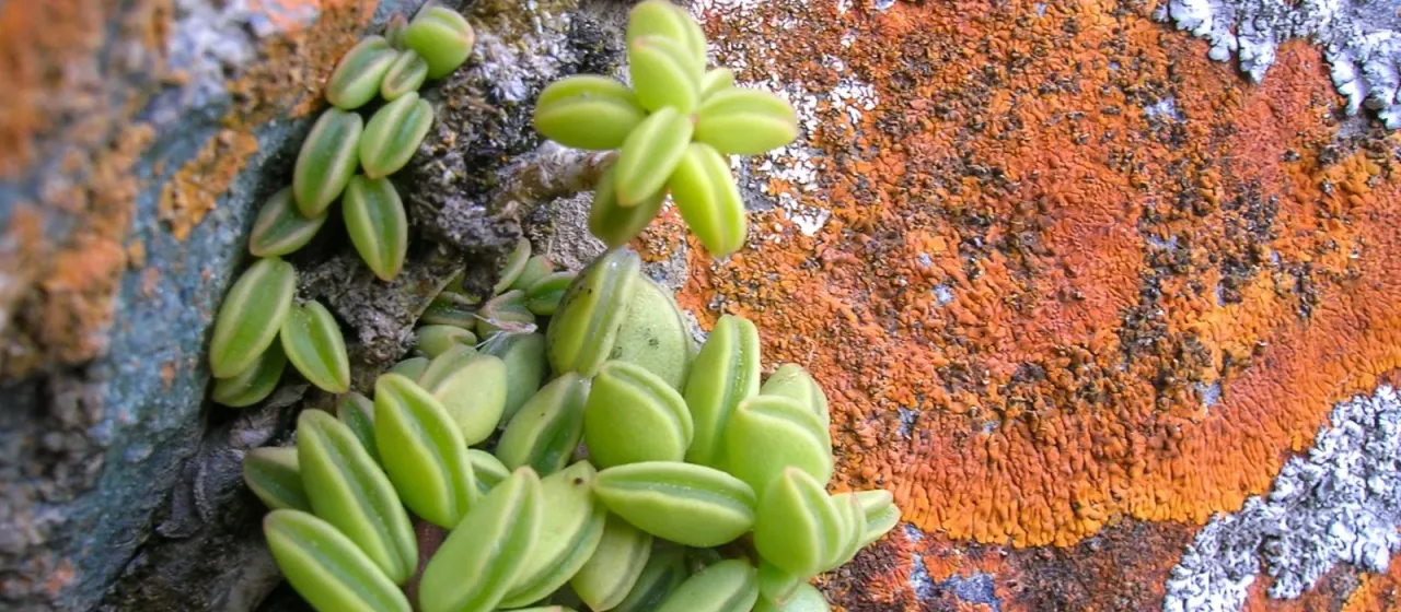 Peperomia nivalis