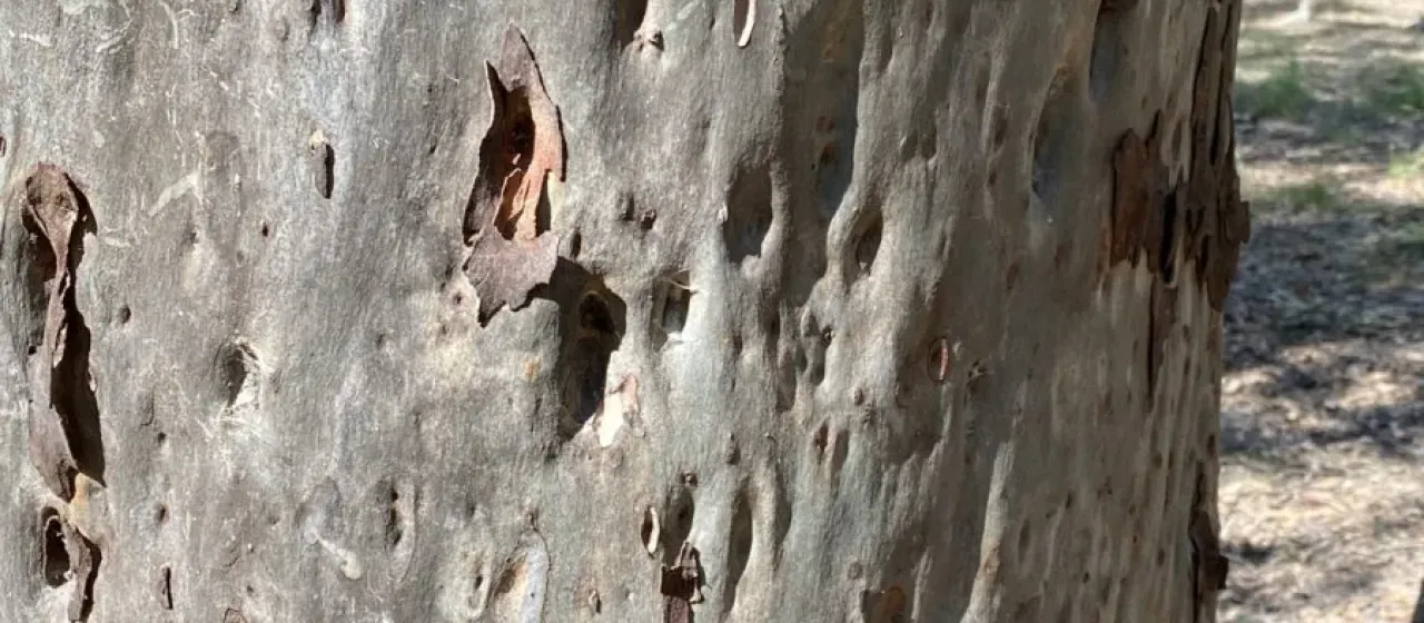 Spotted gum