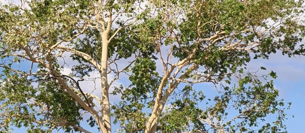 Corymbia grandifolia