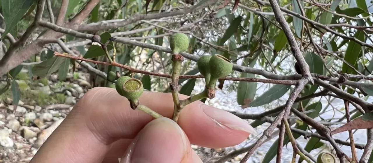 Eucalyptus carnea