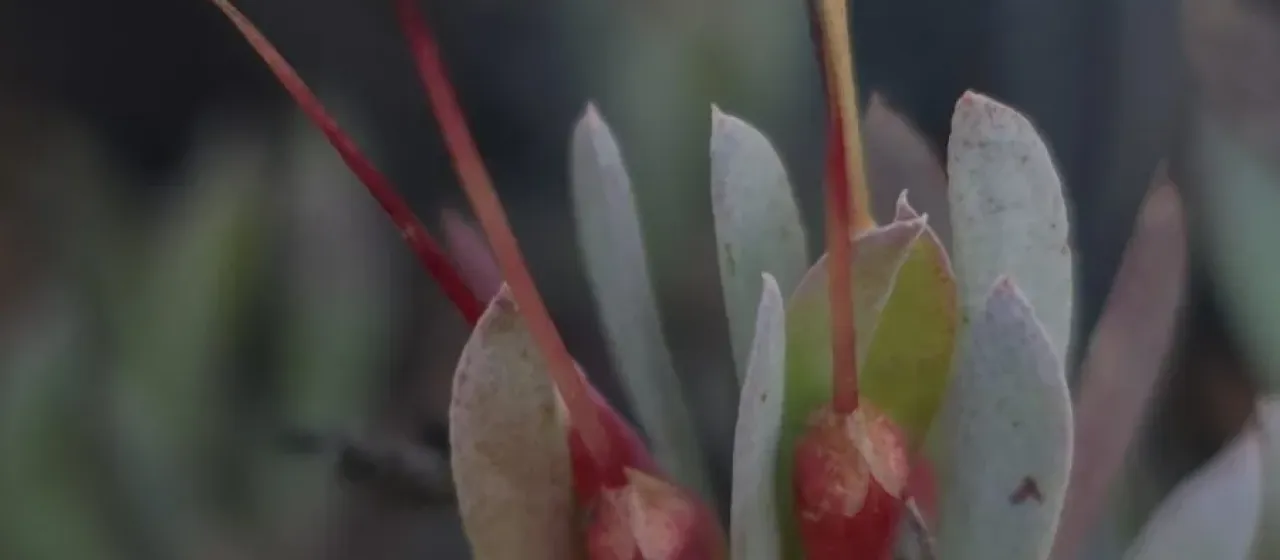 Darwinia glaucophylla
