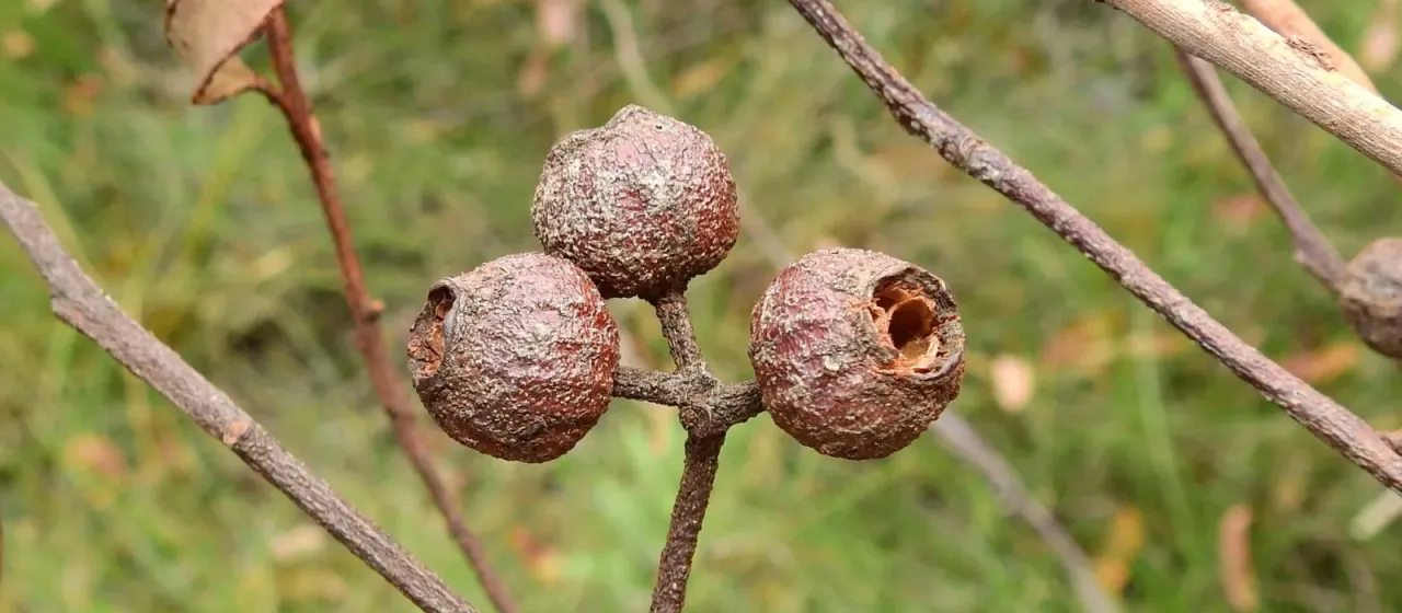 Bailey's Stringybark