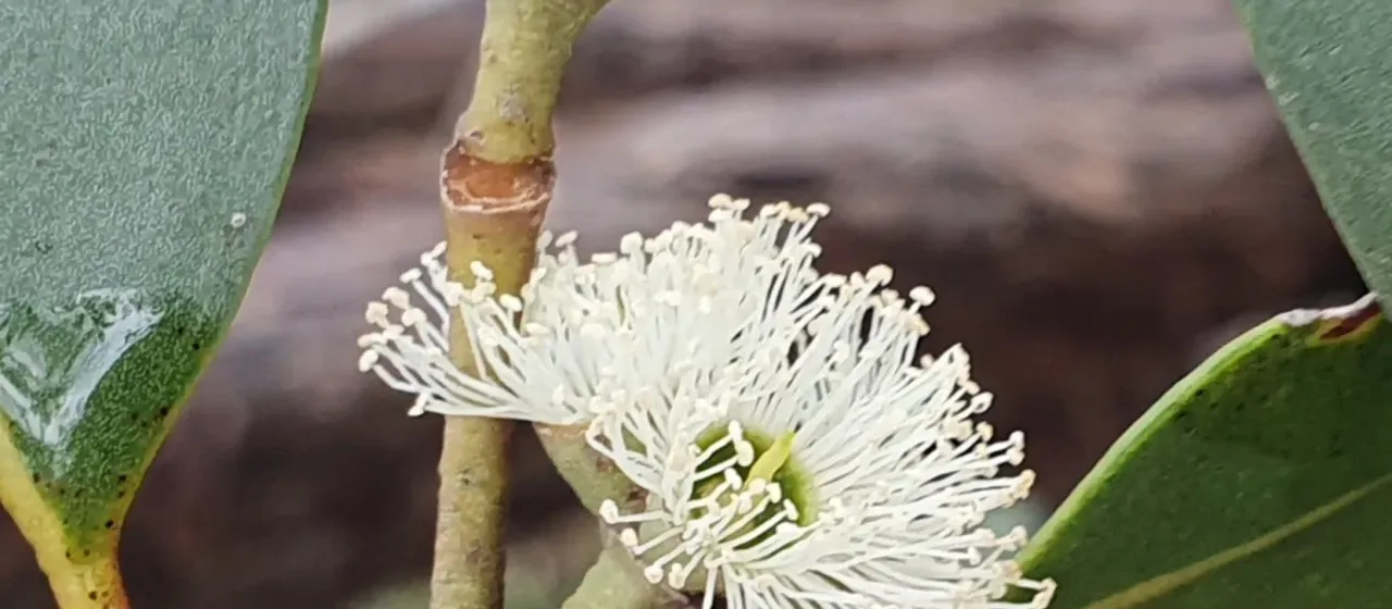 Camfield's Stringybark