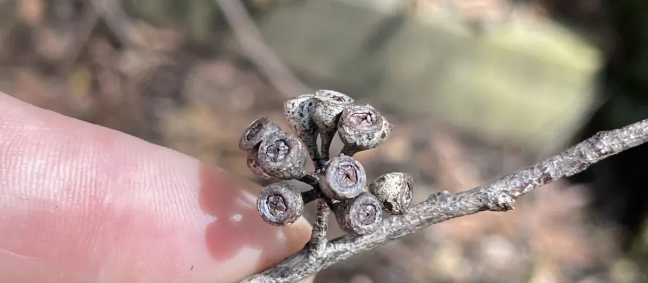 Eucalyptus campanulata