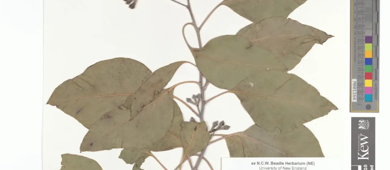 Eucalyptus magnificata