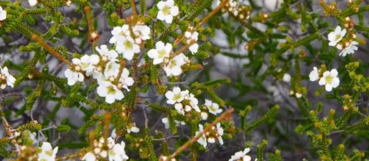 Kardomia squarrulosa