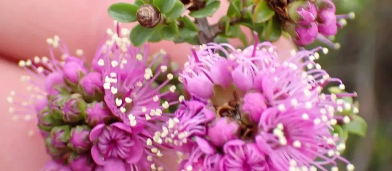 Kunzea recurva