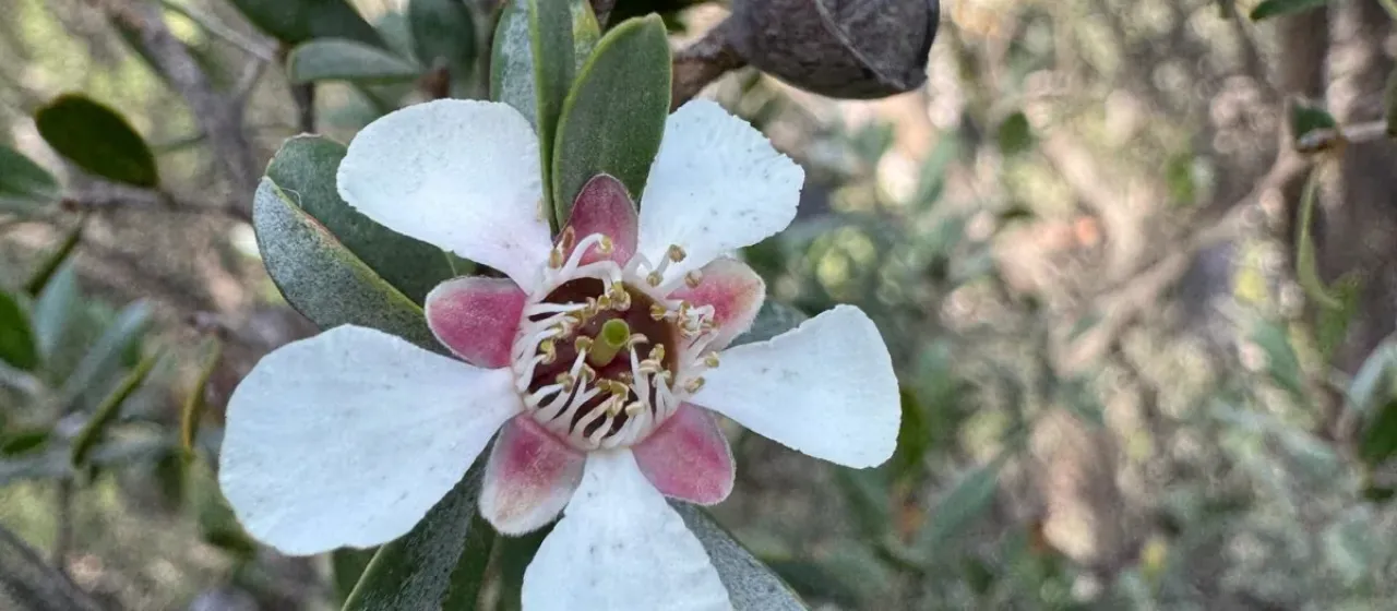 Large-flowered tea tree