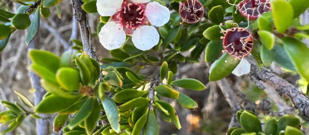 Rock Leptospermum