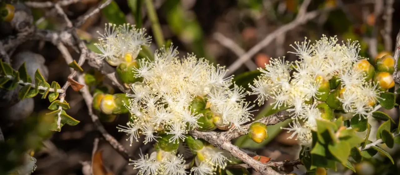 Melaleuca cardiophylla