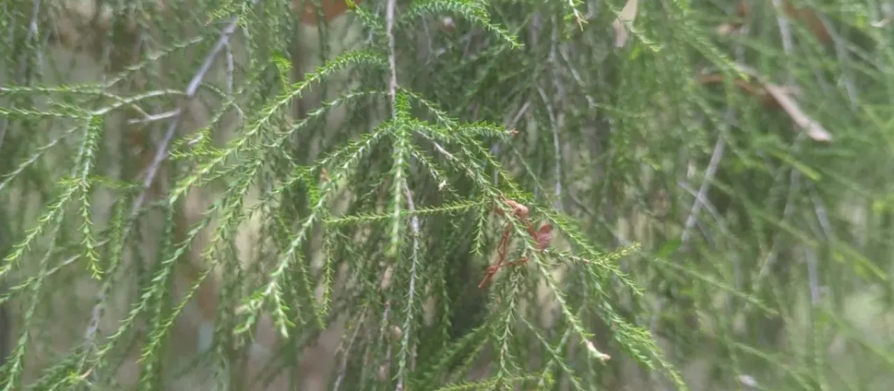 Melaleuca irbyana