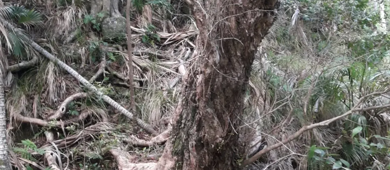 Metrosideros sclerocarpa