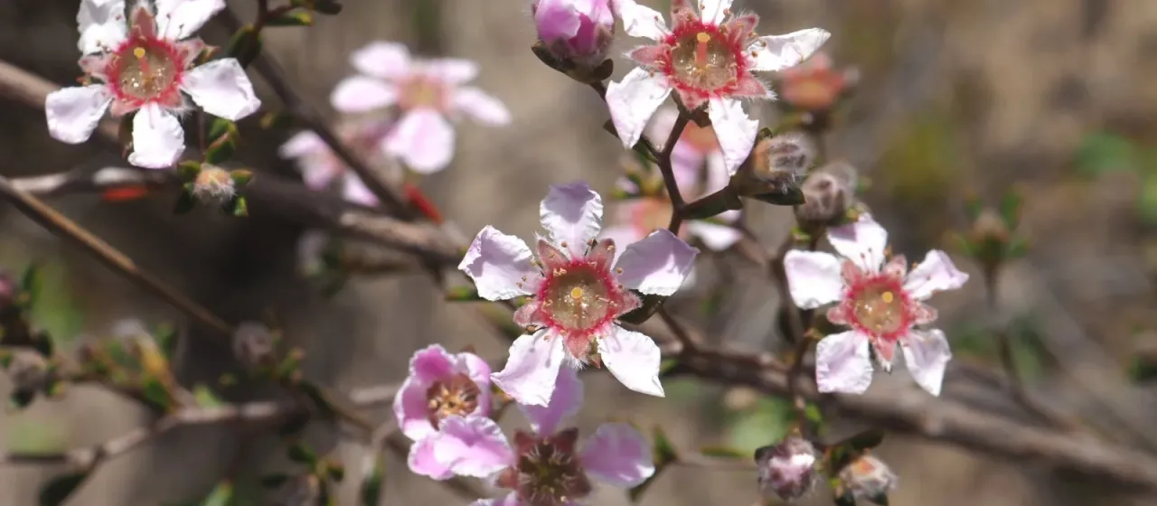 Pericalymma ellipticum