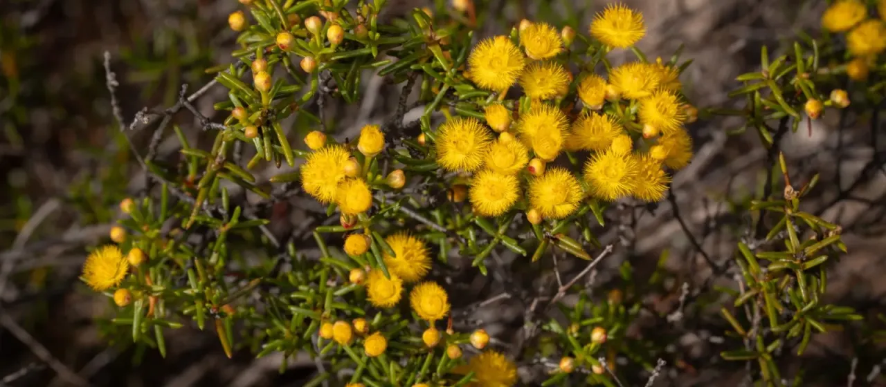 Verticordia chrysantha