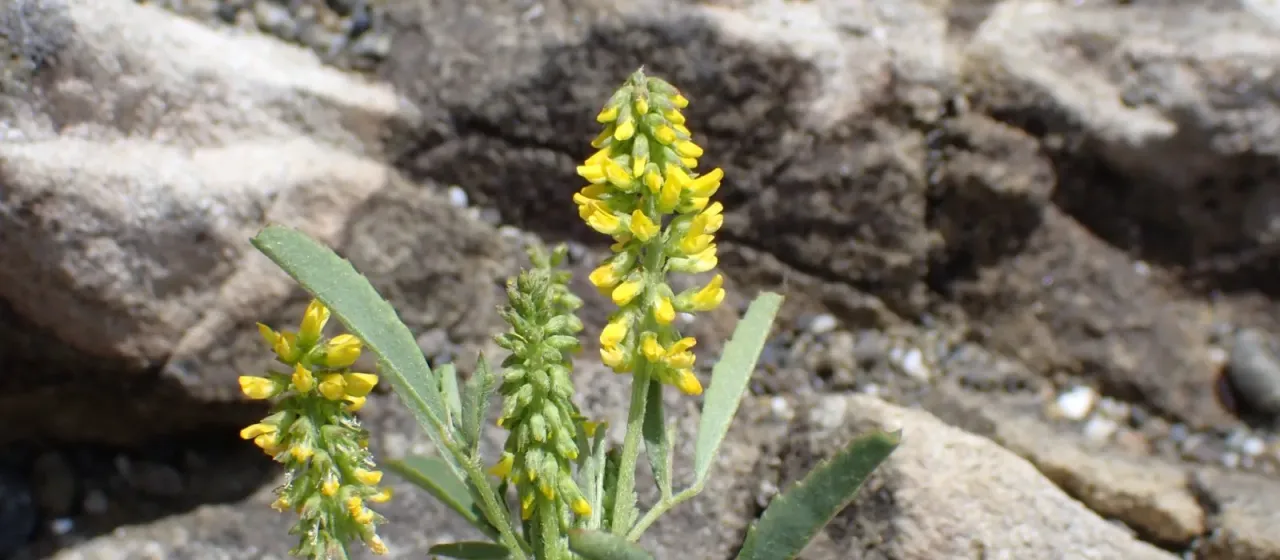 Annual yellow sweetclover