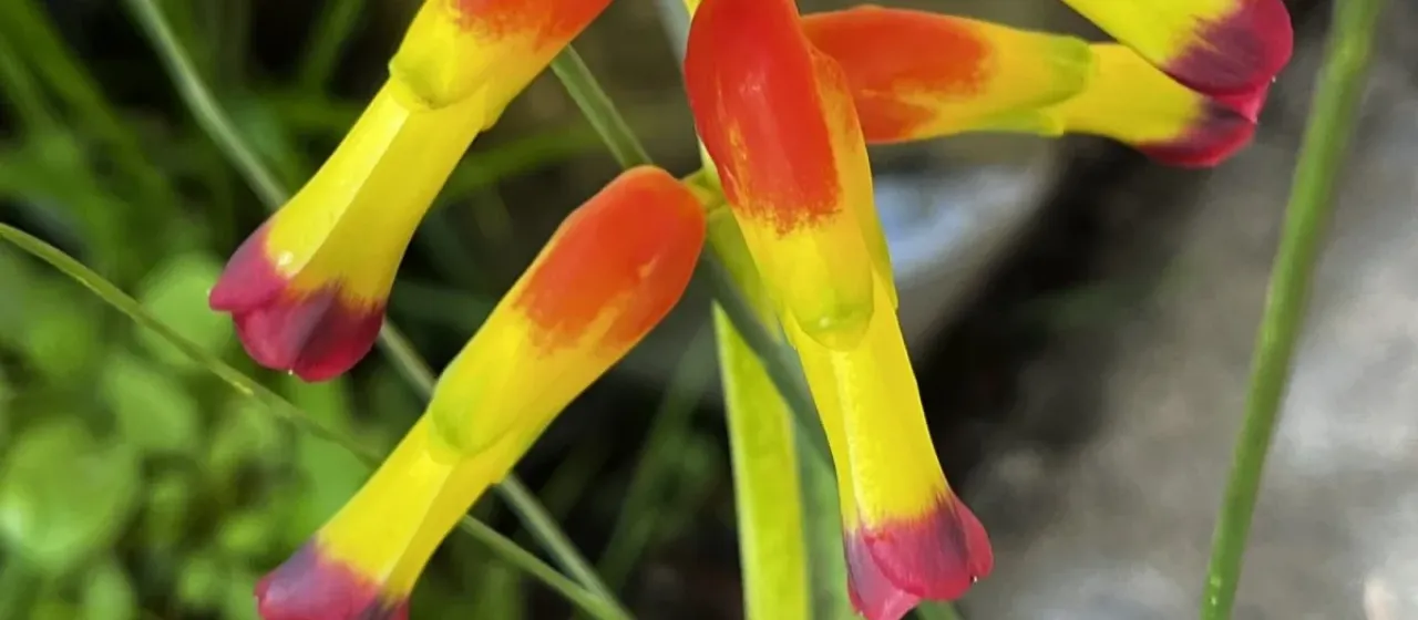 Lachenalia quadricolor