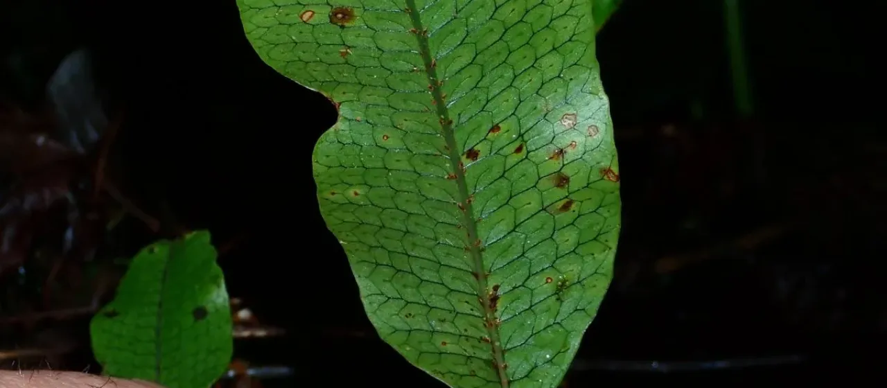 Serpocaulon
