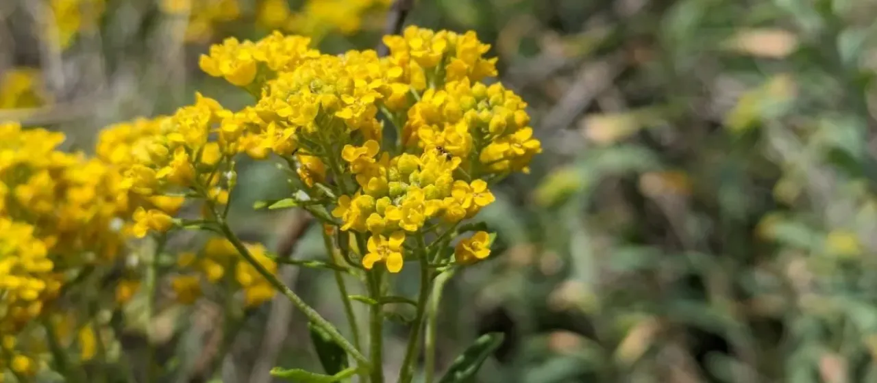Yellow tuft