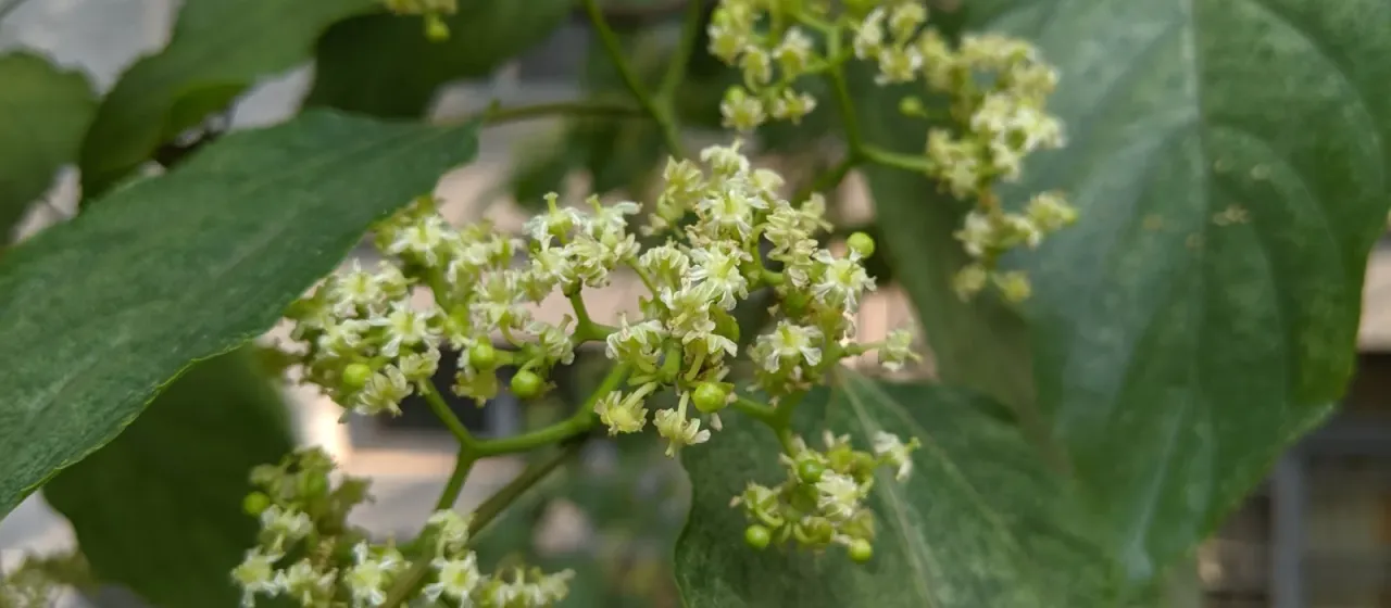 Japanese raisin tree