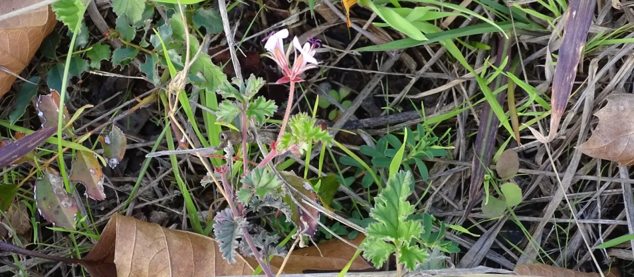 Pelargonium candicans