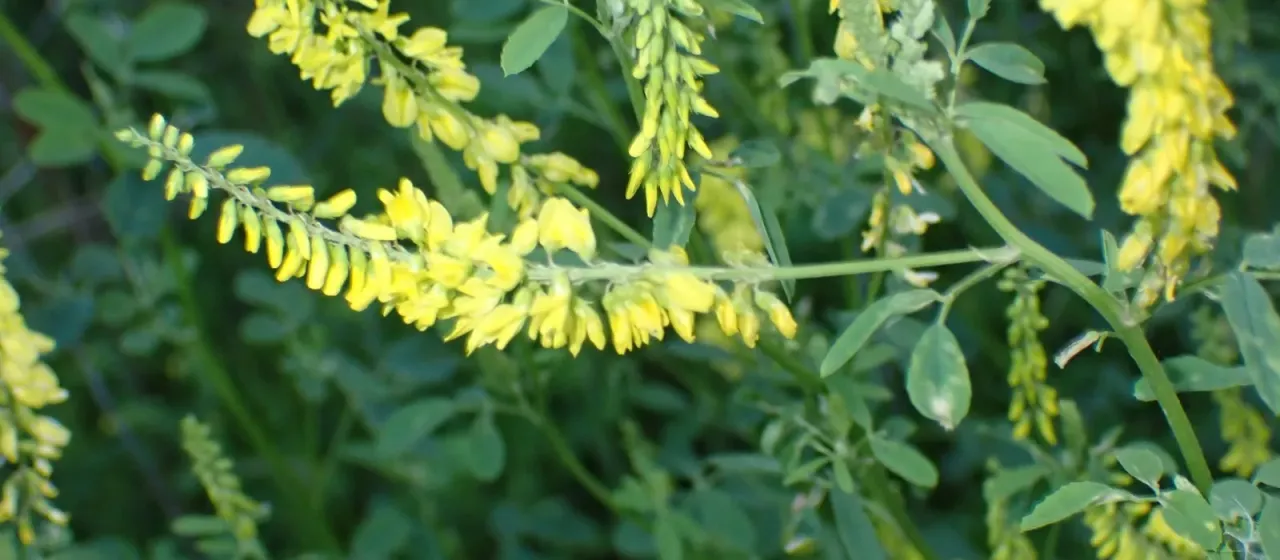 Yellow sweet clover