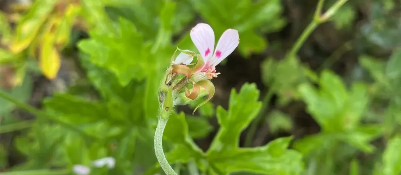 Ranunculus-leaved pelargonium