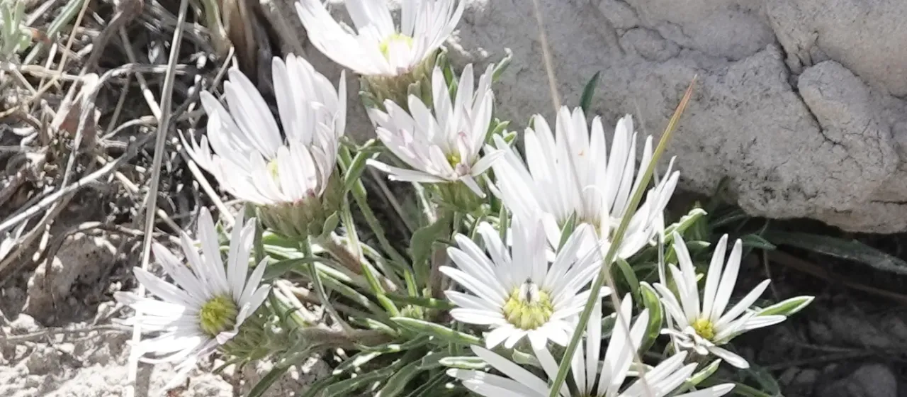 Townsendia grandiflora