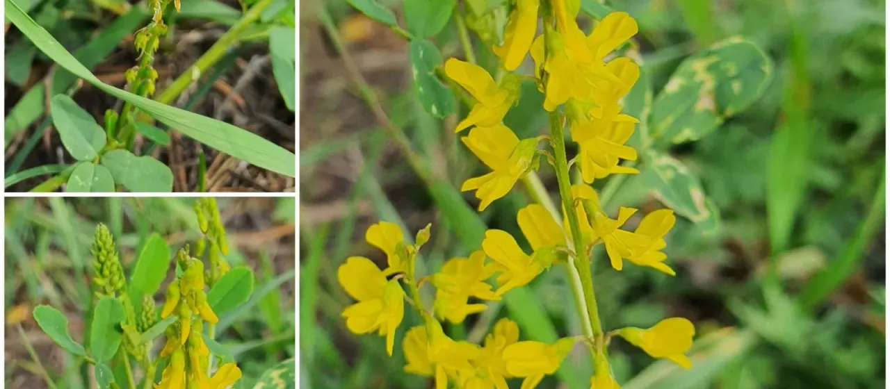 Fragrant sweet clover