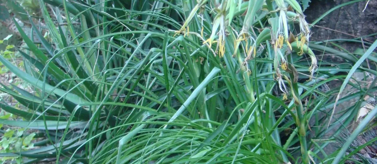Puya mirabilis