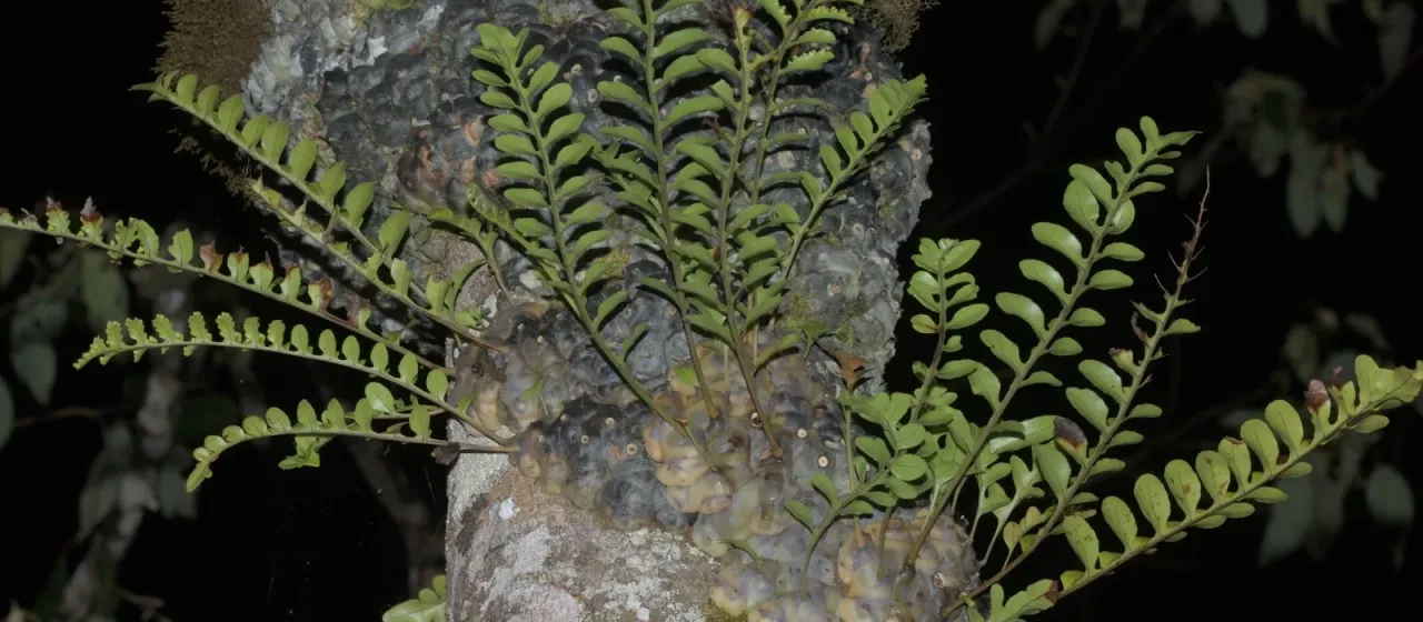 Lecanopteris pumila