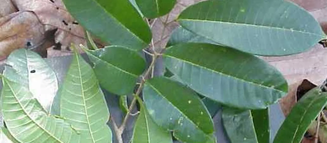 Canarium oleosum