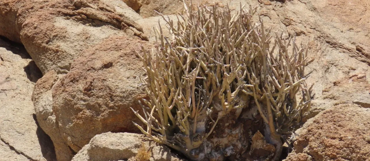 Adenia pechuelii