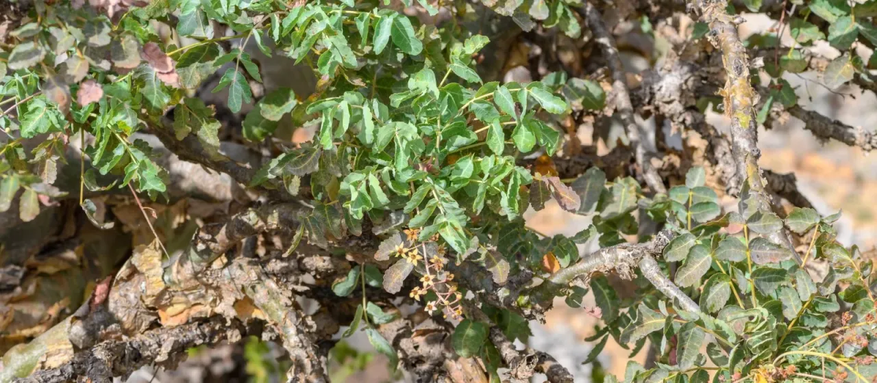Boswellia dioscoridis