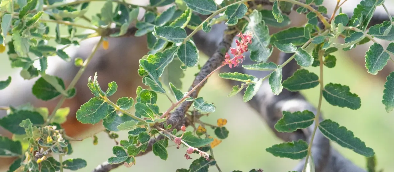 Boswellia scopulorum