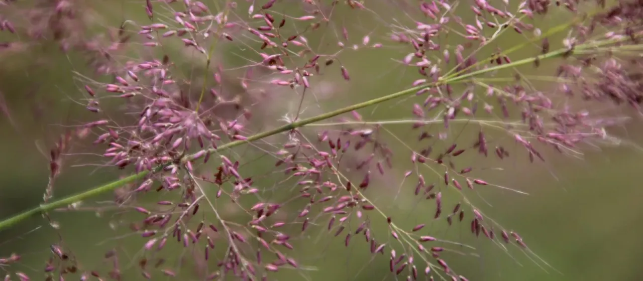 Molasses grass