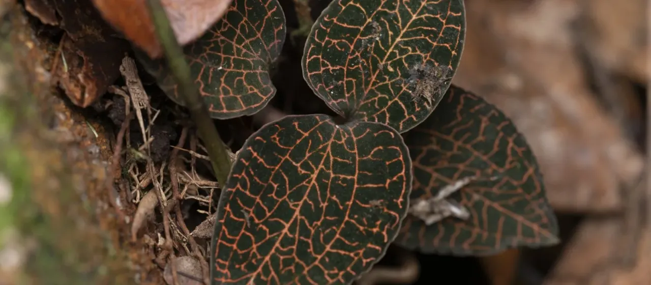 Anoectochilus roxburghii