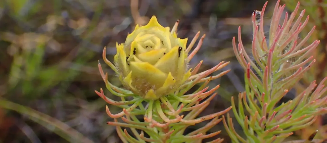 Leucadendron laxum