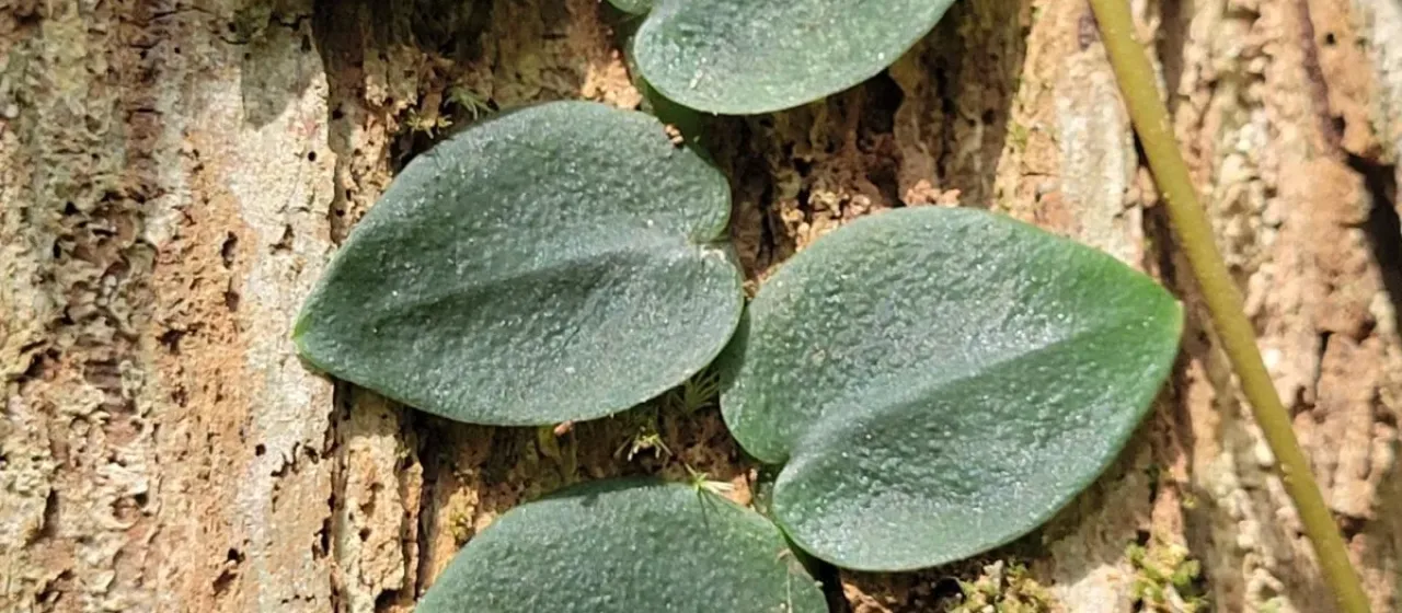 Rhaphidophora hayi