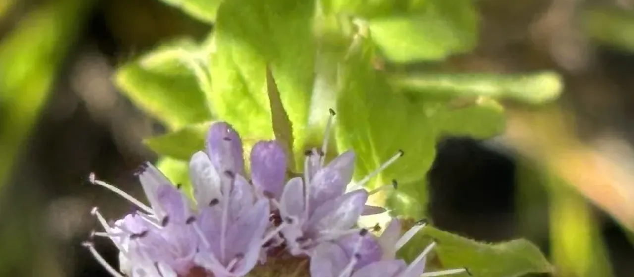 Water mint