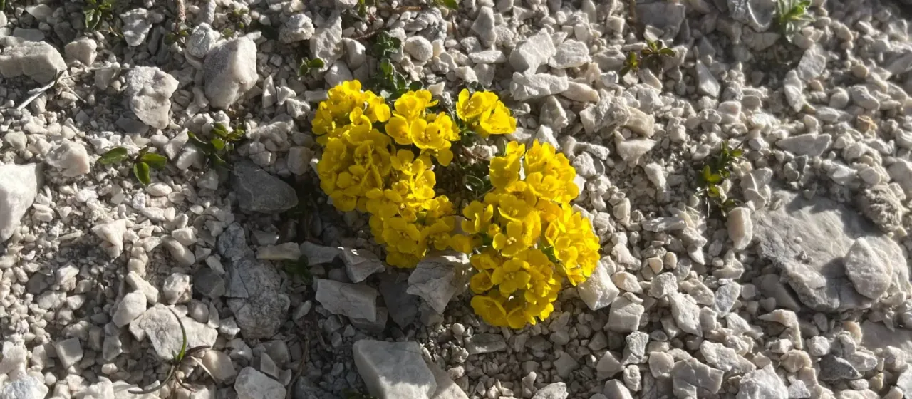 Wulfen's alyssum